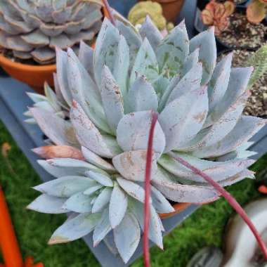 Echeveria Colorata