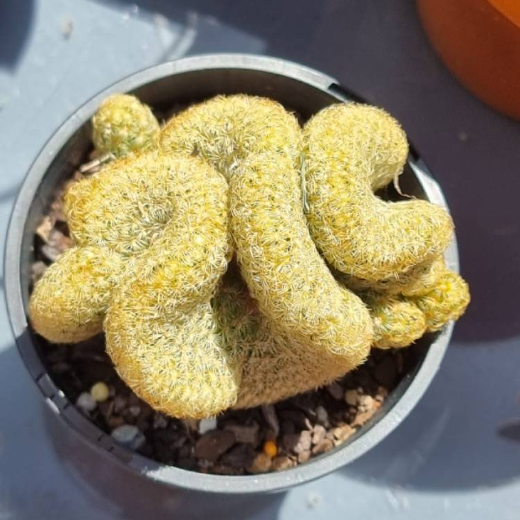 plant image 1638876