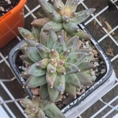 Pachyphytum compactum