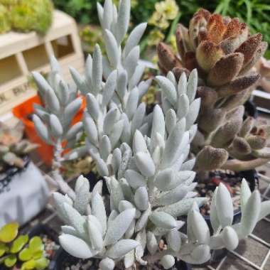 Senecio Haworthii