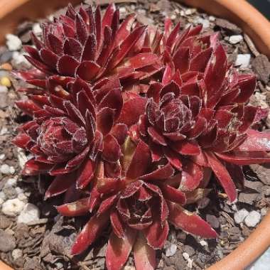 Sempervivum Red King