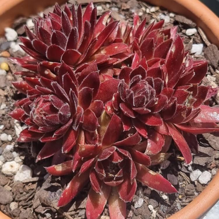 plant image 1641017
