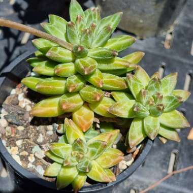 Pachyphytum Chiseled Stones