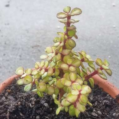 Portulacaria Afra 'Medio-picta'