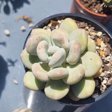 Pachyphytum Blue Haze