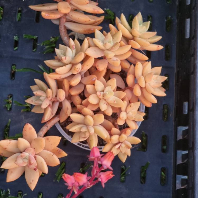 plant image 1641737 plant image 1641737