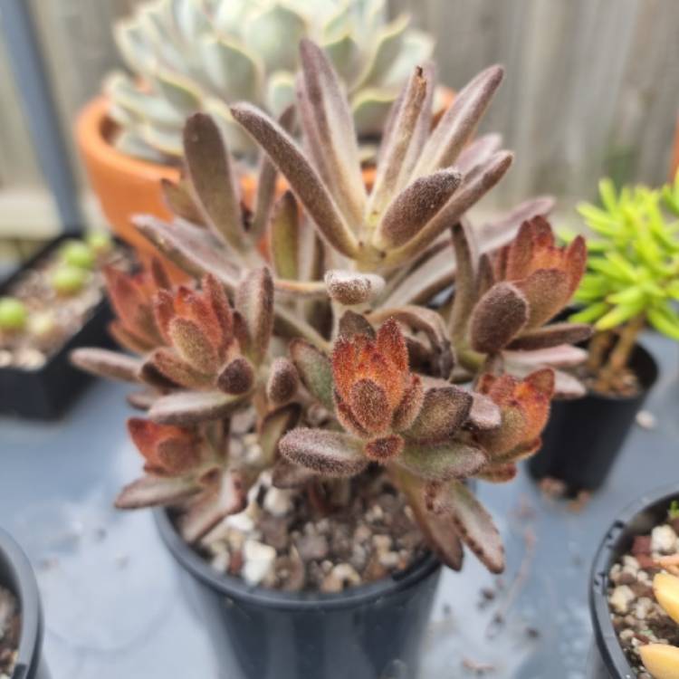 plant image 1642129 plant image 1642129