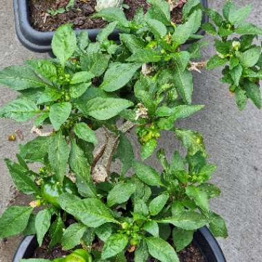 Capsicum annuum