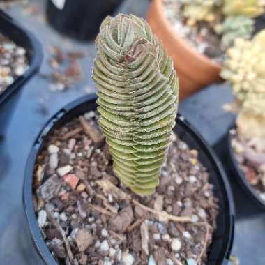 Crassula Kimnachi