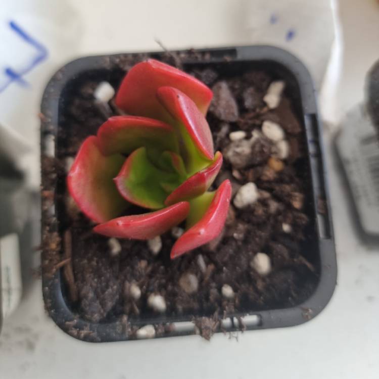 plant image 1643640