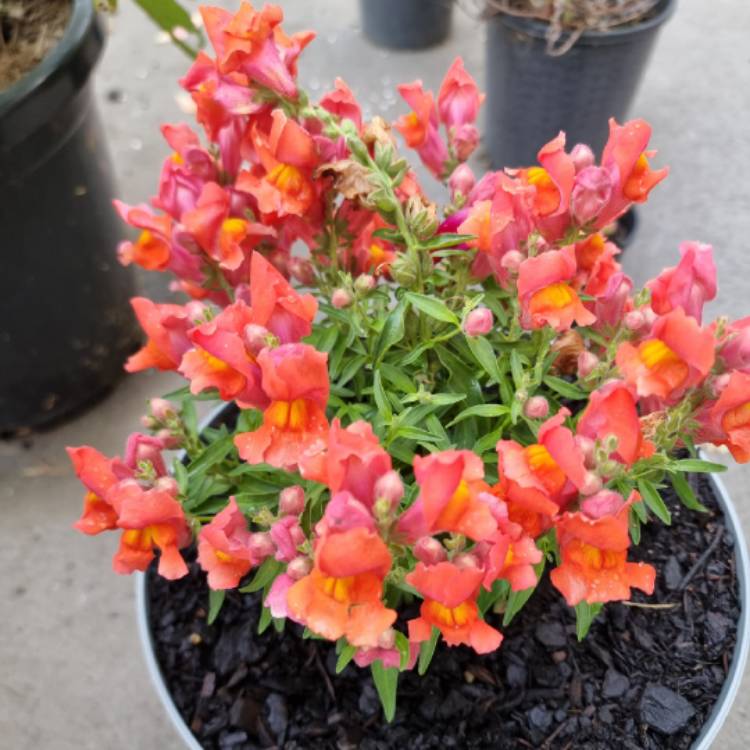 plant image 1644451 plant image 1644451