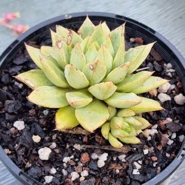 Echeveria Purpusorum Grey Form