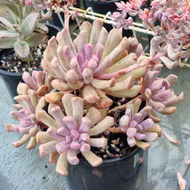 xGraptoveria Topsy Debbi