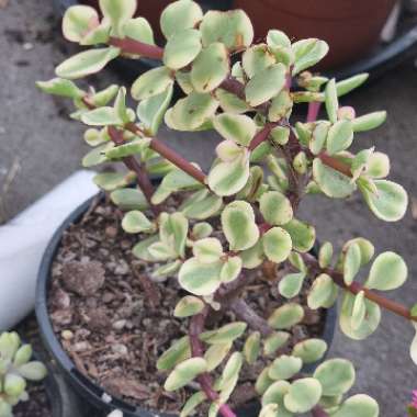 Portulacaria Afra Variegata