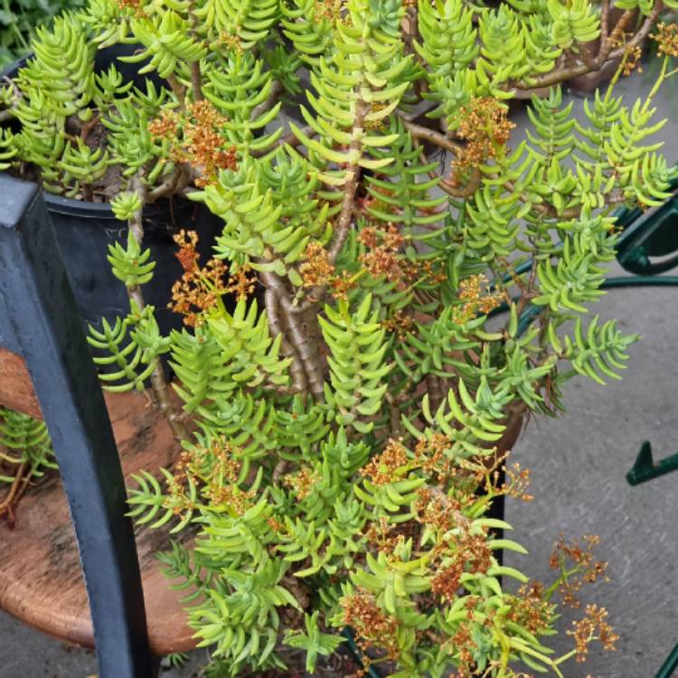 Crassula tetragona - Miniature Pine Tree - Mountain Crest Gardens