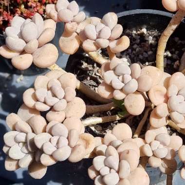 Graptopetalum Ellen