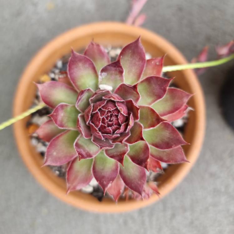 Plant image Sempervivum Bernstein