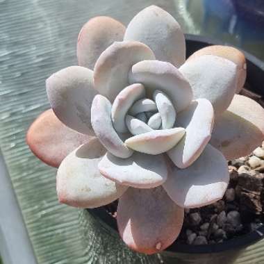 Echeveria laui