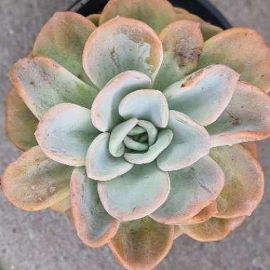 x Pachyveria Orpet