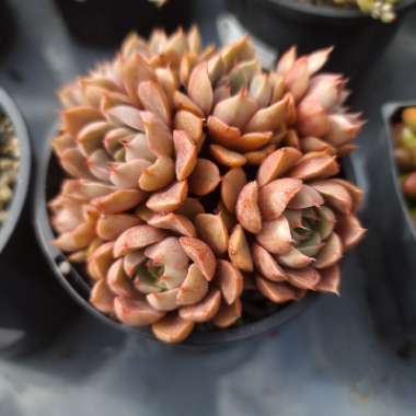Echeveria Parks Pop Candy