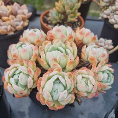 Echeveria Elegans