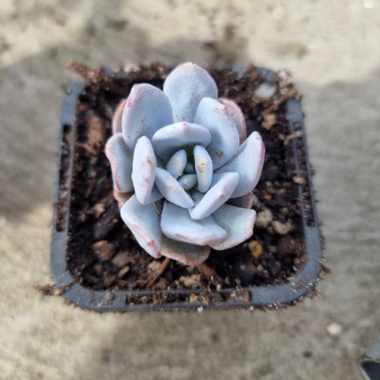 plant image 1655634
