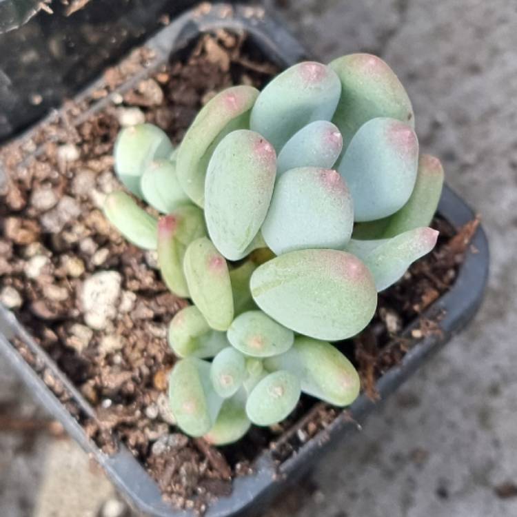 plant image 1655638