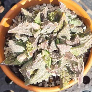 Faucaria tuberculosa