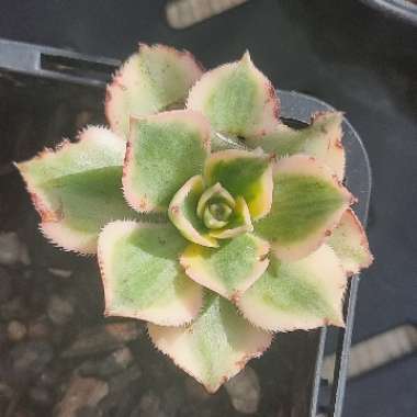 Aeonium Sunburst