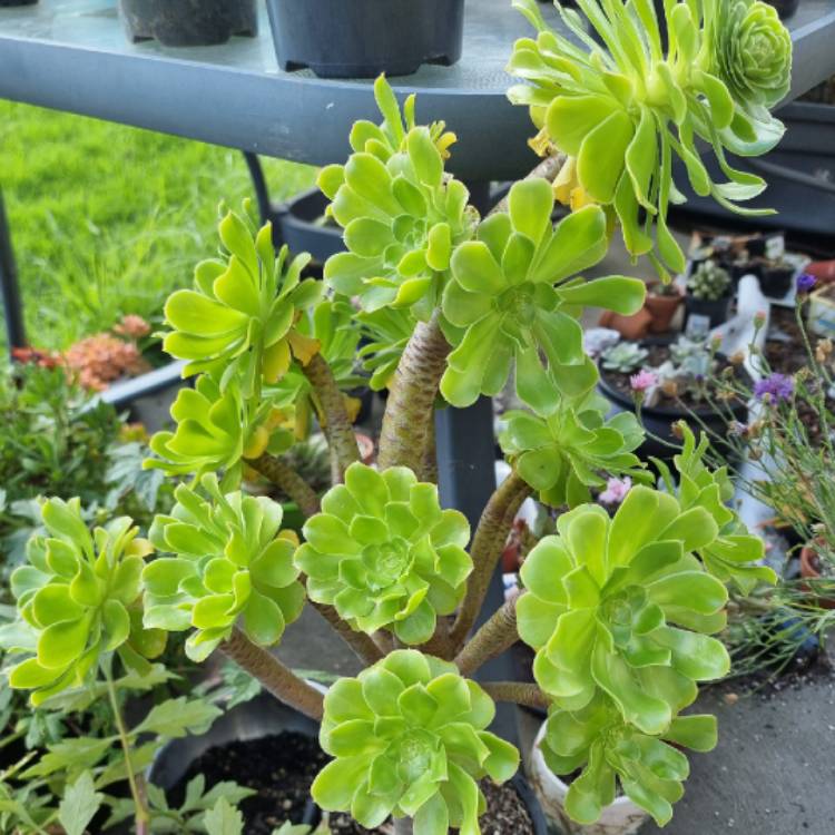 plant image 1661454 plant image 1661454