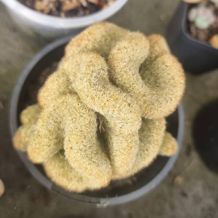 plant image 1666388