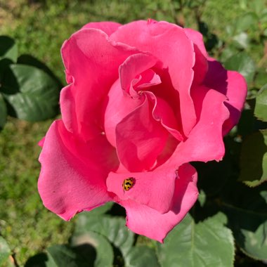 Amanda's garden