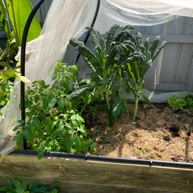Amanda's garden