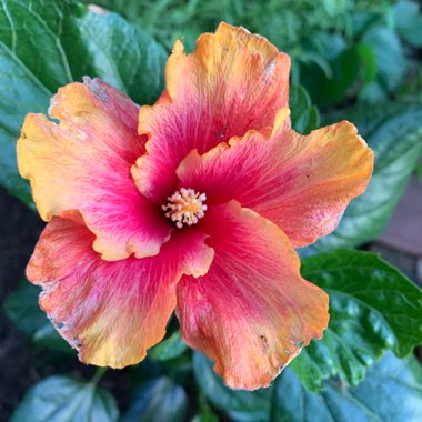 Amanda's garden