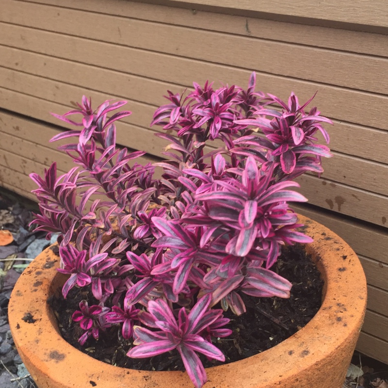 Plant image Hebe 'Sweet Dreams'