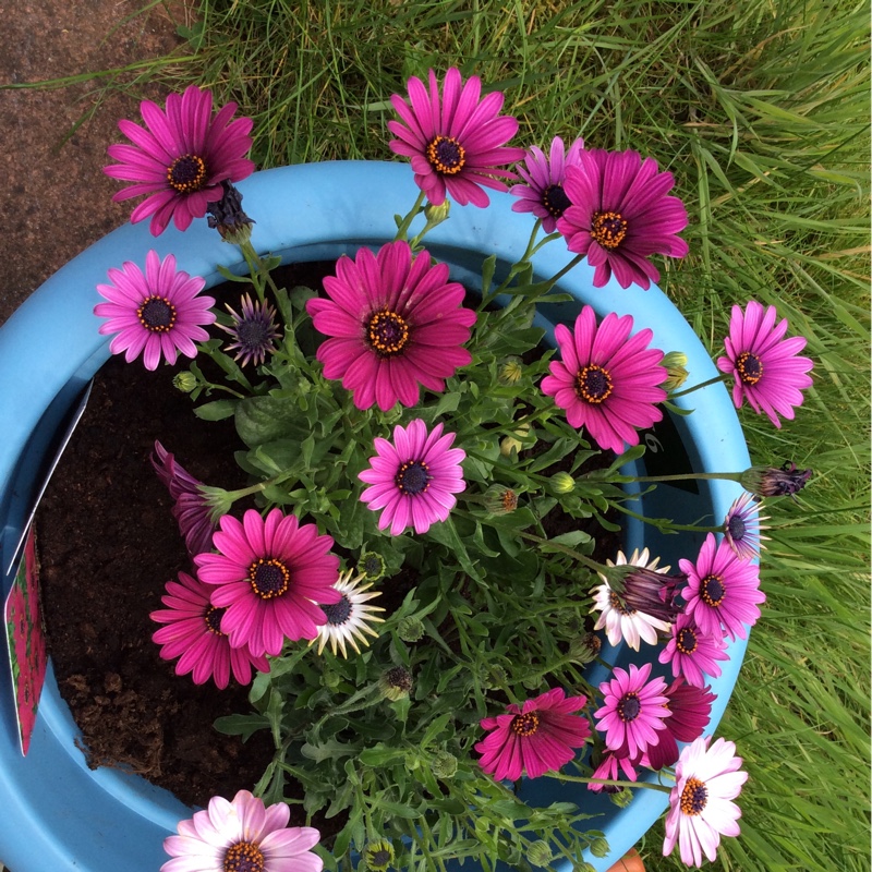African Daisy