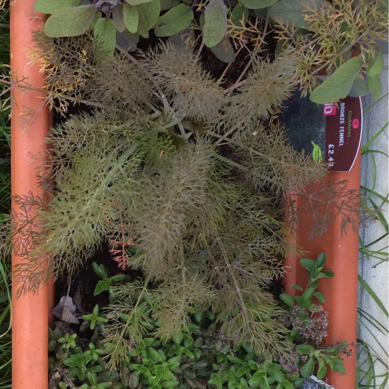 plant image 77892 plant image 77892