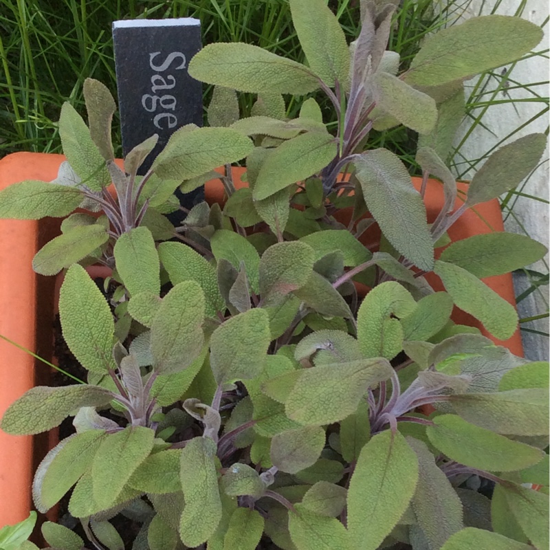 Garden Sage