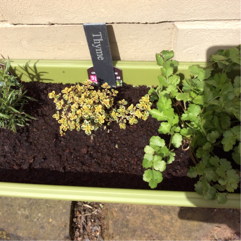 Thyme