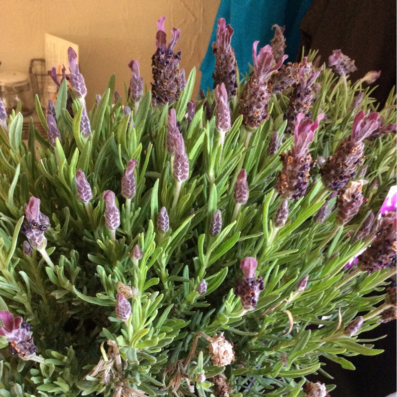 Lavender (Species) Lavender stoechas