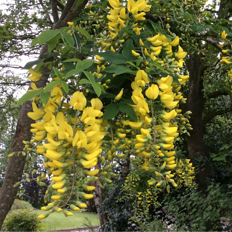 Laburnum