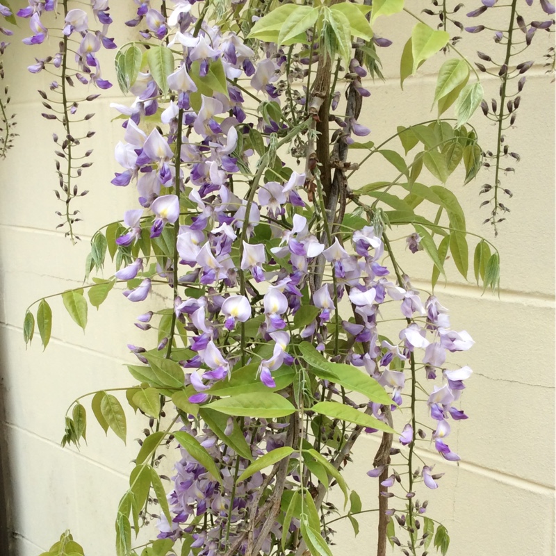 Japanese Wisteria