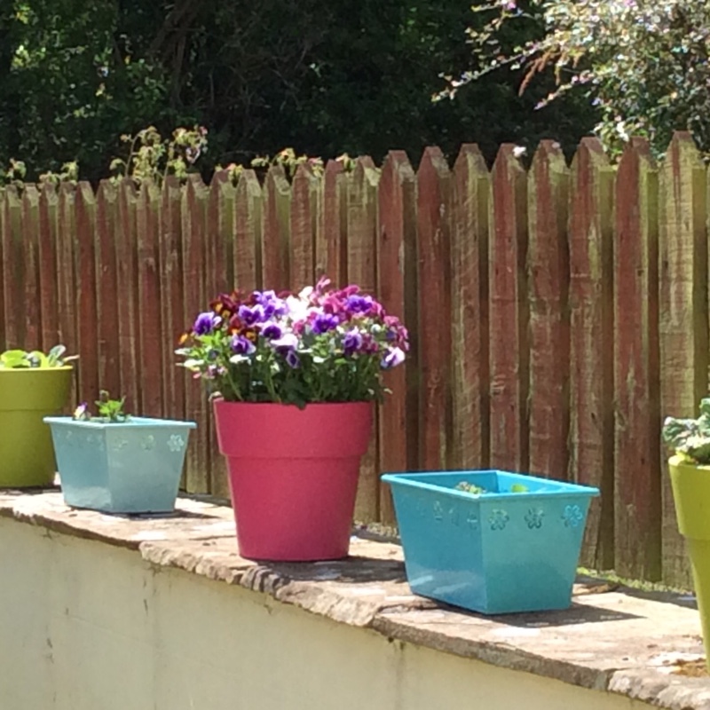 Amanda's garden