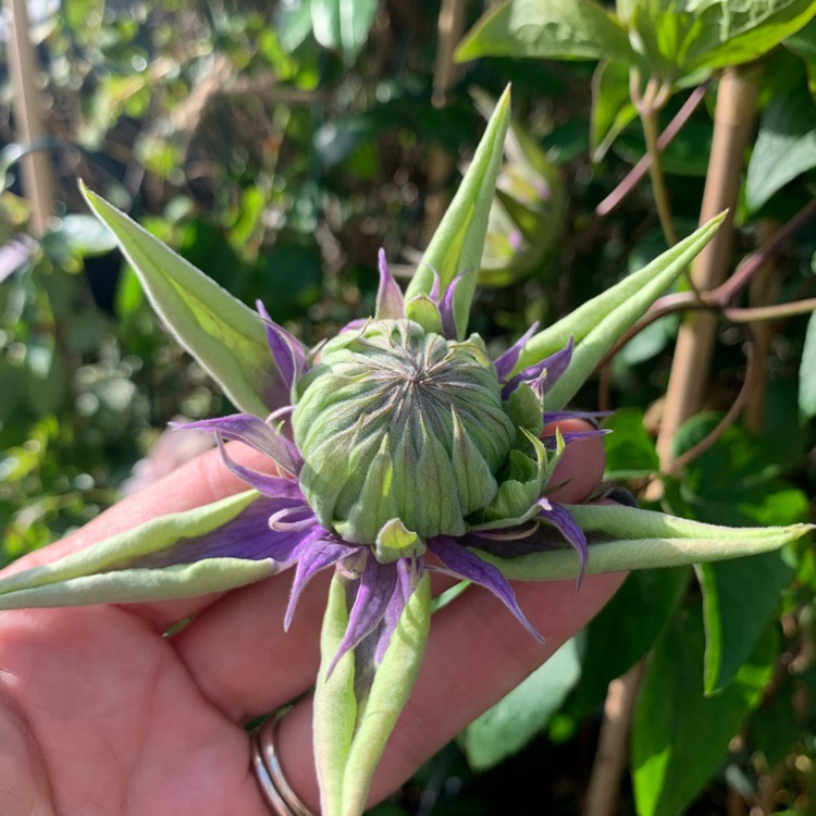plant image 1336827