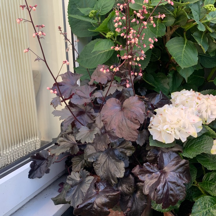 Plant image Heuchera 'Black Pearl'