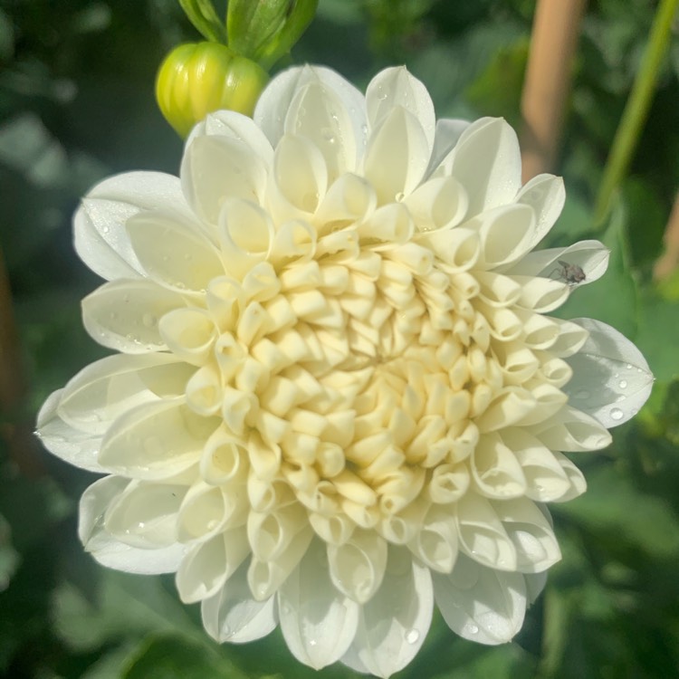 Plant image Dahlia 'Small World'