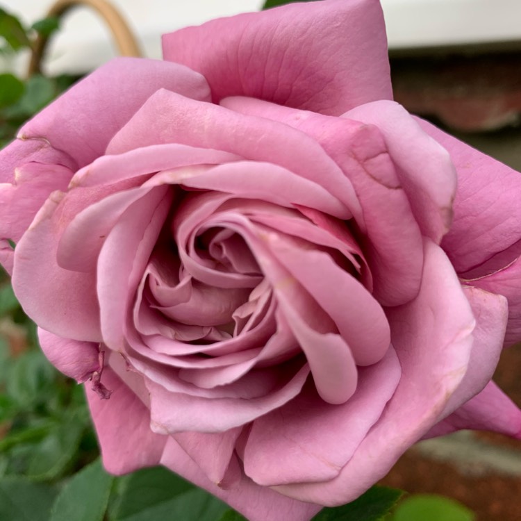 plant image 1370114