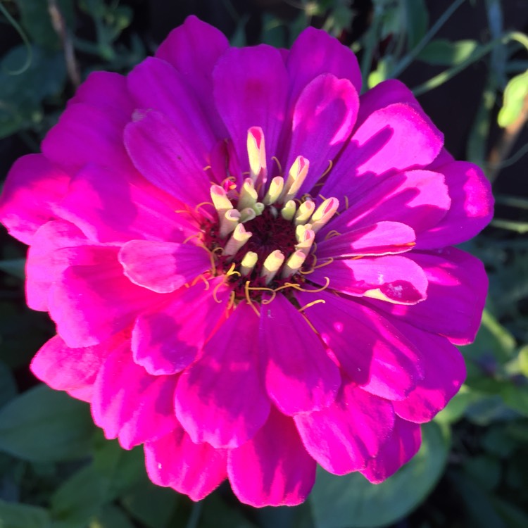 Plant image Zinnia elegans 'Purple Prince'