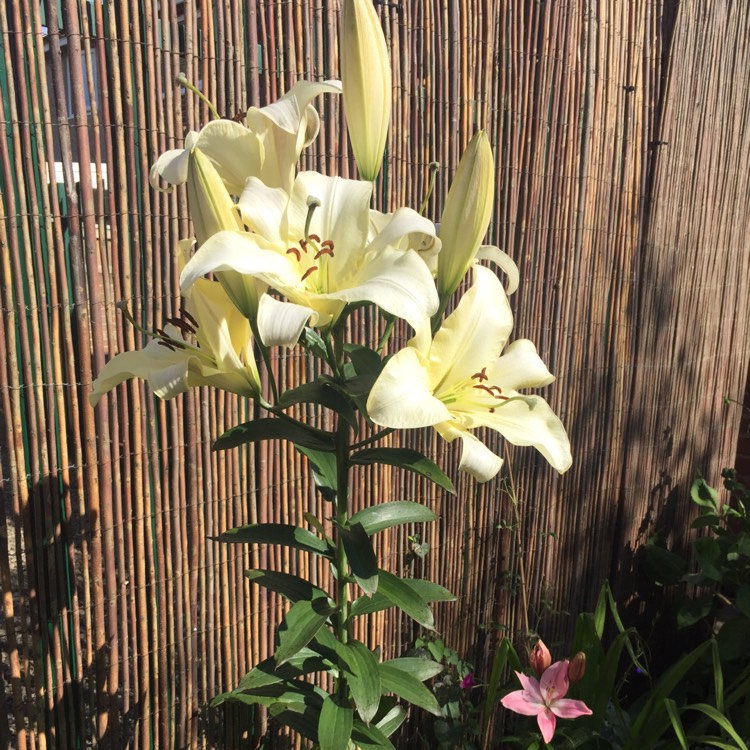 Plant image Lilium 'Pretty Woman'