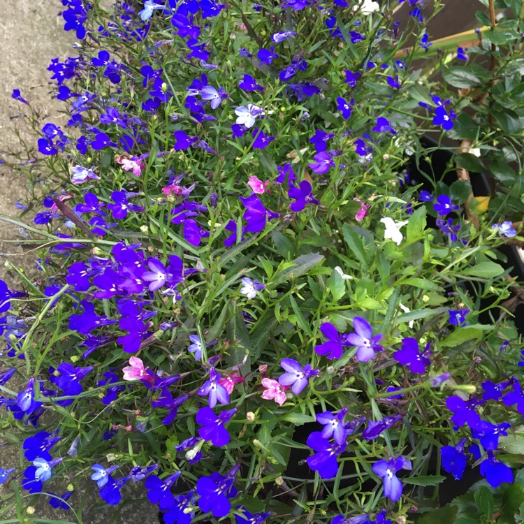 Plant image Lobelia erinus 'Cascade Mixed' (Mix)